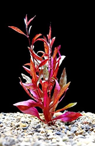 Alternanthera Reineckii 'Red' Live Aquarium Plant - 1 Bundle (5-6 Stems) For Fish & Shrimp Tanks