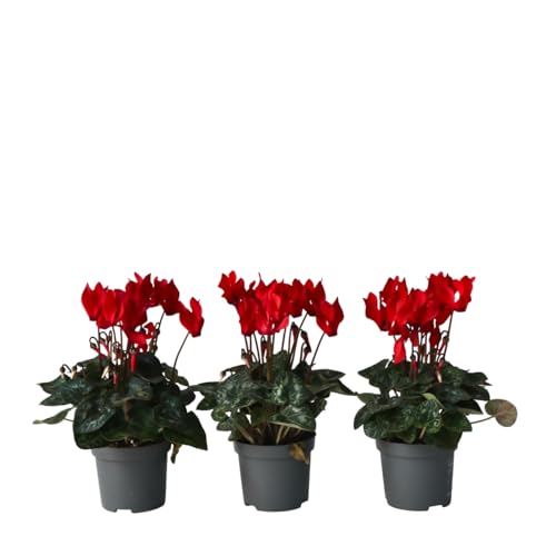 Plant in a Box - Cyclamen de Perse - Set de 3 - Cyclamen persicum 'Winfall Scarlet' - Hauteur 10-20cm - Pot 9cm - Plante fleurie pour l’automne et l’hiver – Facile d’entretien et décorative