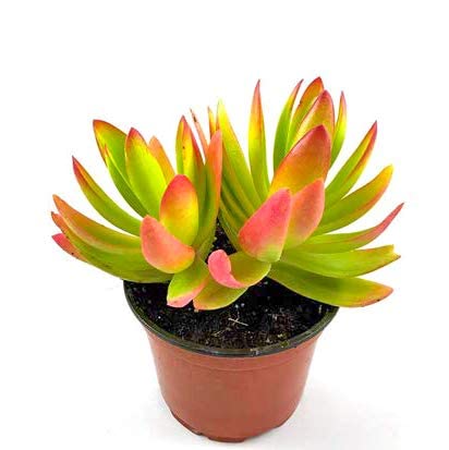 PlantaZee Crassula Capitella (Campfire Crassula) Succulent Live Plant (B0CS6FB6ZX) Amazon Price History, Amazon Price Tracker