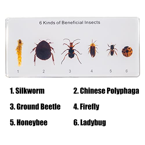 Image of Resin Insect Specimen Set, Science Toys for Kids Aged 3-12 (6 Kinds of Beneficial Insect)