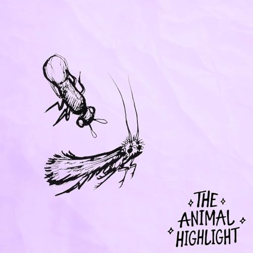 S6E5: Moths and Wasps &ndash; Tasty Collections and &lsquo;Confused&rsquo; Insects