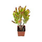 2" Live Succulent Gollum Jade, Easy Care & Drought Tolerant