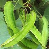 TomorrowSeeds - Winged Bean Seeds - 100+ Count - for 2026 Planting Psophocarpus Dragon Horned Four Angled Asparagus Goa Beans Sigarilyas Chathura Mame Urizun Grow Your Own Home Farm Patio Healthy