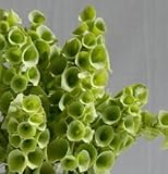 David's Garden Seeds Flower Bells of Ireland 100 Non-GMO, Heirloom Seeds