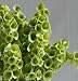 David's Garden Seeds Flower Bells of Ireland D1028A (Green) 1000 Open Pollinated Seeds