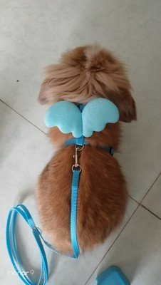 Image of Hypeety Rabbit Harness Adorable Angel Wings Leash Bunny Vest Harness and Matching Leash Set (Blue)