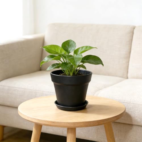 KINGLAKE 15cm Blumentöpfe mit Untersetzer - 6 Stück Pflanztöpfe Klein, übertopf Pflanztopf, Blumentopf Kunststoff Set, Topf Kleine Flower Pot für Pflanzen Kakteen Kräuter-Schwarz