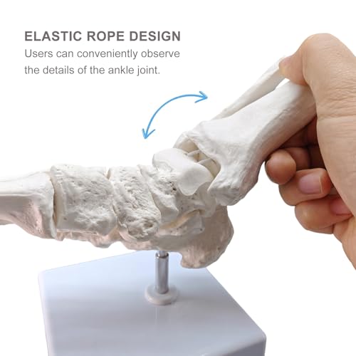 Image of Life-Size Human Foot and Ankle Joint Anatomy Model - Includes Tibia, Fibula, Right Side, Stand, Fully Articulated for Medical and Educational Use