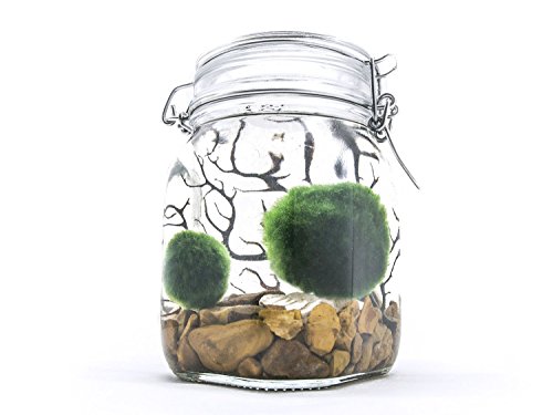 Terrarium Kit With Live Marimo Moss Balls - Large Glass Bottle Starter Set for Easy Indoor Plant Terrariums - Natural Centerpiece for Home Decor / Unique Gift Ideas by Aquatic Arts