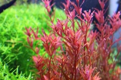 Red Cabomba (Cabomba Furcata) Aquarium Plant 10 Stem(AQA-PLT-CAB-RED) Stem 19 (B0CRJXSVDM) Amazon Price History, Amazon Price Tracker