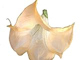 Olympic Flame Brugmansia Angels Trumpet Live Tropical Plant Fragrant Large Golden Yellow Orange Flower Starter Size 4 Inch Pot Emeralds TM