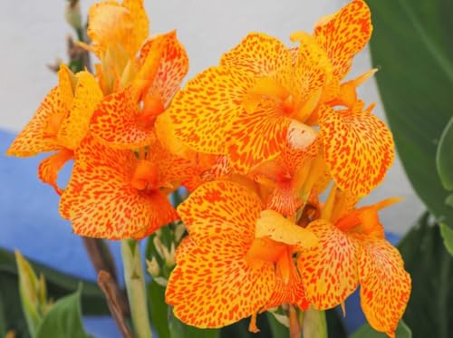 10PCS Yellow Canna Lily Indian Shot Canna Indica Flower Seeds