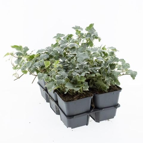 English Ivy Live Plants, 4-8