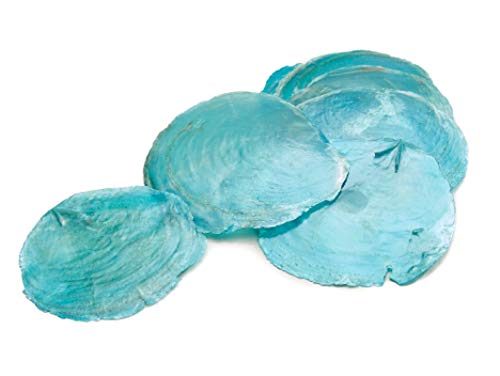 Schreiber Deko Perlmuttscheiben/Türkis / 500 Gramm/ca. 5-10 cm Cover