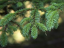 Amazon.co.jp: アカエゾマツ＜赤蝦夷松＞ 種子20粒 Sachalin spruce 20