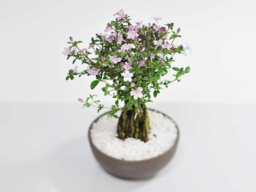 Amazon.co.jp: 盆栽妙 根上がり 香丁木(コウチョウギ) : DIY・工具