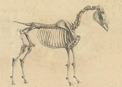 Affiche vintage anatomie de cheval avec vue latérale de l'anatomie du cheval, Angleterre c1766 par George Stubbs 250 g/m² sur carton brillant A3 Cover