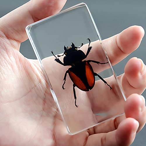 PALHERU Insect Resin,Spécimen d'insecte,Insecte Taxidermie,Échantillon de mante Échantillon de Mante Religieuse Insecte Taxidermie Presse-Papier Spécimen de Science Éducation Cover