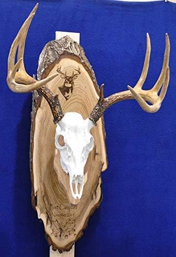 Custom European Mount Plaque ~ Hunting ~ Deer Skull Mount ~ Gift For Hunter ~ Antler Mount ~Antler Plaque ~ Deer Hunting Gift ~ Deer ~ Deer Hunting ~ Custom Gifts ~ Custom