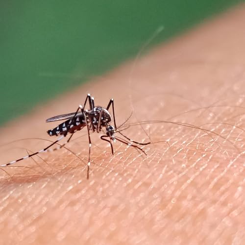 Mosquitoes Are Back In Wisconsin