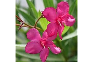 4.5" Quart Austin Pretty Limits Oleander Plant with Pink Flowers (Nerium Oleander)