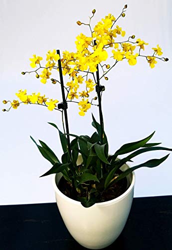 ONCIDIUM LEMON, ORCHIDEA IN VASO CERAMICA BIANCO, pianta vera