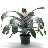 Flor Natural Aechmea Fasciata Flores Rosa Planta Interior