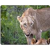 Abmessungen: 240 mm x 200 mm x 3 mm (9,5 