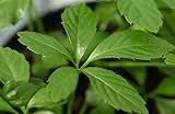 Gynostemma Pentaphyllum Jiaogulan 25 Seeds