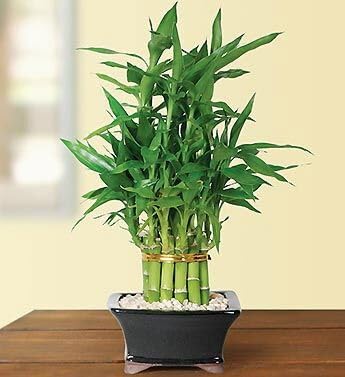 Lucky Bamboo Plant in Decorative Planter, Indoor Live Houseplant, 2-3 Layer Stalks