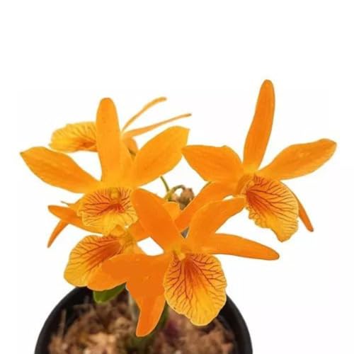 Orquídea Dendrobium Stardust Firebird ! Planta Adulta