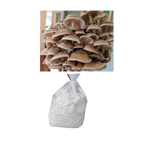 BM MUSHROOMS Shiitake Mushroom Spawn | Lentinula edodes 200 gm + 2 PP Grow Bags | First Generation