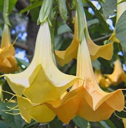 Brugmansia ‘Charles Grimaldi’ Angel’s Trumpet – Live Tropical Plant – Huge Fragrant Yellow Trumpet Flowers – Rare Exotic Flowering Shrub – 3 Inch Pot