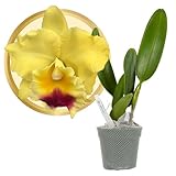 Better-Gro Cattleya Hybrid RLC. Goldenzelle 'Lemon Chiffon’, 4' Live Plant, Blooms in 6-12 Months with Proper Care, Yellow and Pink Lip, Fragrant, Hand-Selected by Master Growers