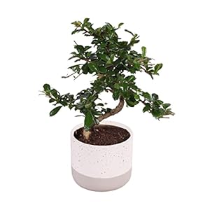 Bonsai van Botanicly – Bonsai Mix – Hoogte: 35 cm – Bonsai Mix