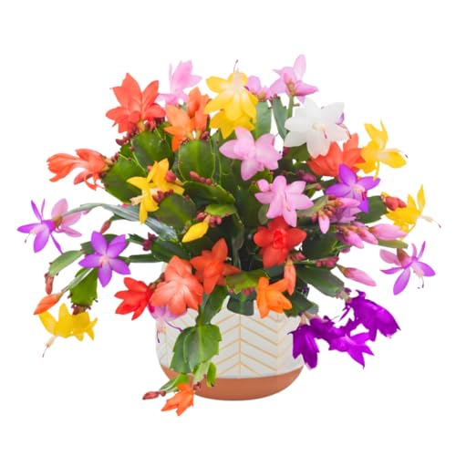 Christmas Cactus Plants Live Thanksgiving Cactus Easter Cactus Like 4-8 Inc Tall Cold Hardy Holiday Cactus for Indoor Outdoor Planting Starter Size (Random Single Bloom)