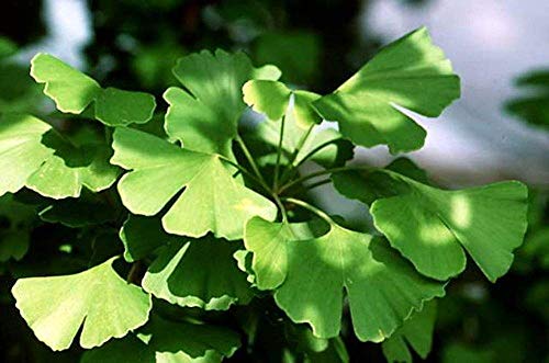Ginkgo (Maidenhair) Tree 10 Seeds Ginkgo (Maidenhair) Tree 10 Seeds