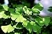 Ginkgo (Maidenhair) Tree 10 Seeds