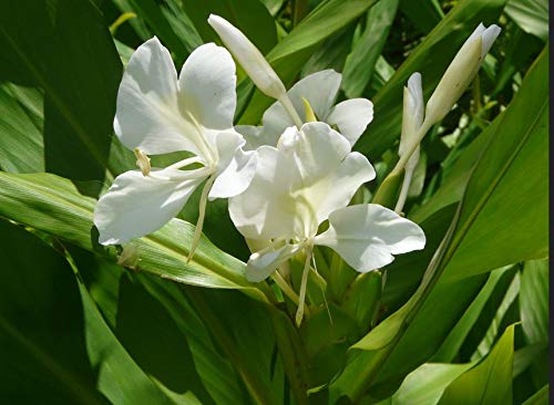 Fragant - Butterfly Bush - White Ginger Cuban Na'tl Flower - Ginger Root #Z301