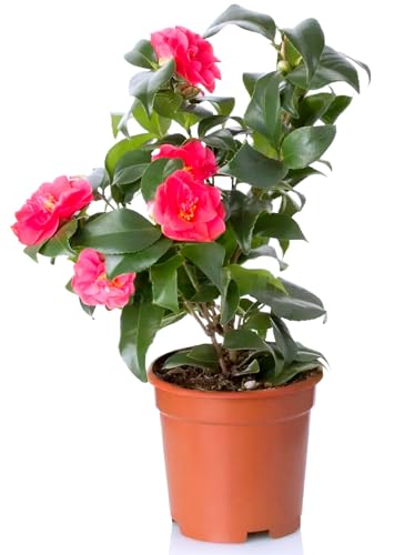 Image of HIDDEN ENTERPRISE Red Camellia Flower Live Plant | Healthy Original Camellia Japonica Tree | Beautiful Flowering Plant for Home Garden, Outdoor & Indoor Decoration | Without Pot