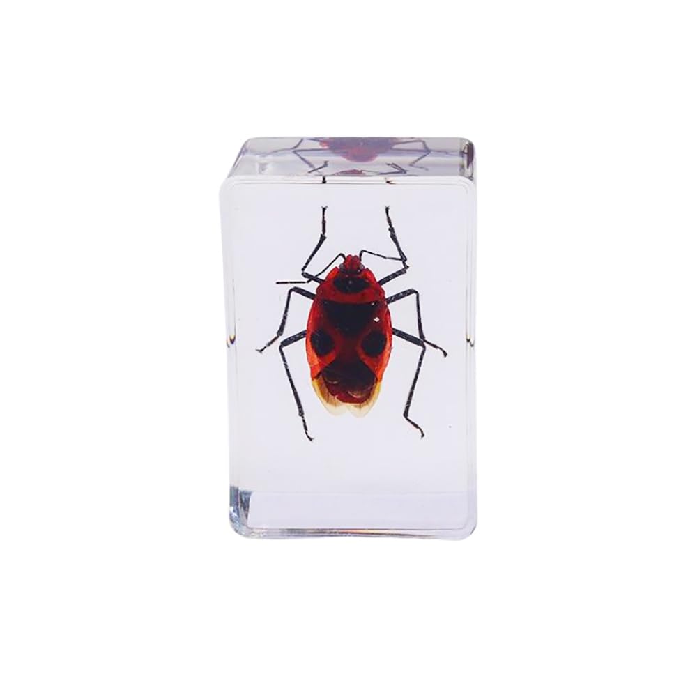 Resin Specimen Bugs Collection Paperweights Animal Specimen for Scientific Educational 6 Styles Insect