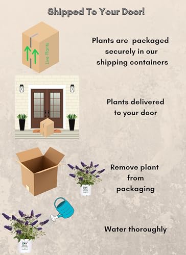 Proven Winner Pugster Buddleia, True-Blue Flowers, 2 Gal. (Pugster Blue) image 8