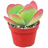 Flapjack Live Plant | Paddle Plant Succulent House Plants | Kalanchoe Succulents Cuttings Gifts | Outdoor Garden Houseplants Home Decor (Heat Pack Included)