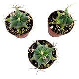 BubbleBlooms Ferocactus Emory's Barrel Cactus, 2 inch Set of 3, Coville's echidne Tiny Mini Pixie Plants