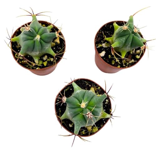 BubbleBlooms Ferocactus Emory's Barrel Cactus, 2 inch Set of 3,