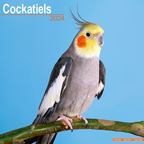 Cockatiels Calendar 2024 | Square Bird Wall Calendar - 16 Month