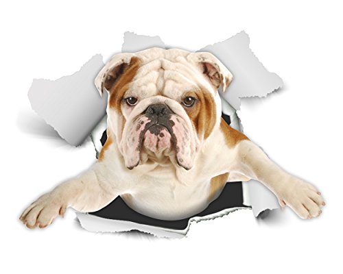 Winston & Bear 3D Dog Stickers - 2 Pack - British Bulldog Sticker for Wall, Fridge, Toilet and More - Retail Packaged English Bulldog Gifts