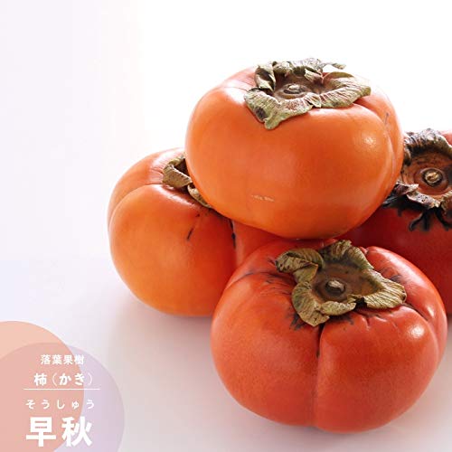 Amazon | 果樹苗 カキ 苗木 甘柿 早秋 (そうしゅう) PVP 1年生 接ぎ木