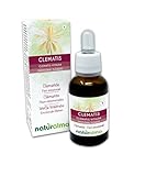 Clematis o Clemátide (Clematis vitalba) Remedios florales Naturalma - Gotas 30 ml - Extracto líquido sin alcohol - Esencias florales - Vegano y libre de alcohol