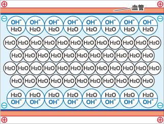 Amazon.co.jp: YBIの魔法のネックレス パワーネック／スーパー